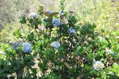 Hydrangea macrophylla